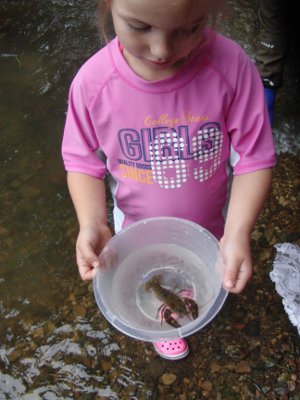 Flusskrebs in der Natur am Wasser bei Natur reality in Lichtenfels, Franken