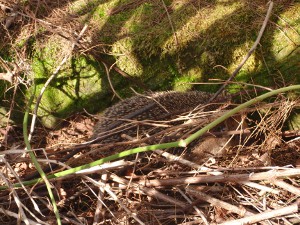 Natur reality, Waldbewohner im Versteck